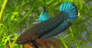 Betta Persephone Betta Betta Fish Betta Aquarium