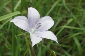 Image result for Wahlenbergia undulata