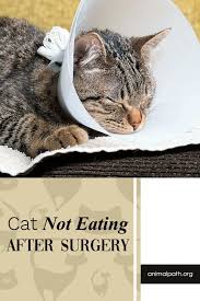 Cat Not Eating After Surgery Cats After Surgery Sick Cat