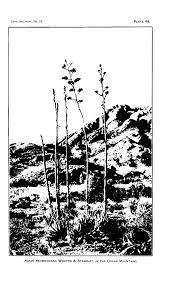 Image result for Polygala melilotoides