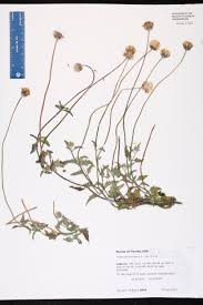 Image result for Tridax