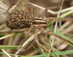 This is how they earned their common name. Wolf Spiders Mdc Discover Nature