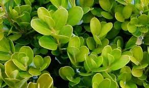 Check spelling or type a new query. Boxwood Healing Properties Uses And Side Effects