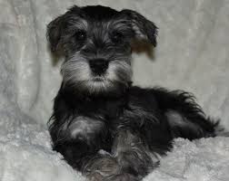 Find miniature schnauzer puppies in canada | visit kijiji classifieds to buy, sell, or trade almost anything! Jet Miniature Schnauzer Puppy 631322 Puppyspot