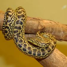 Legible print including cursive (a). Snake Wiktionary