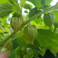 Berikut beberapa manfaat kesehatan tanaman yang dulunya jamak dijumpai di tepi sawah sampai tegalan ini. Mengenal Ciplukan Si Mungil Yang Kaya Manfaat Mongabay Co Id Mongabay Co Id