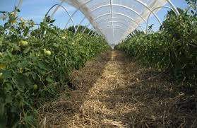 It's very tempting to put tomatoes closer at planting time, but if you get them too close you'll only increase the chance of disease. How Far Apart To Plant Tomatoes How To Grow It Properly