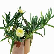 Image result for Carpobrotus