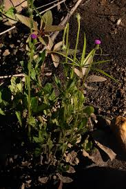 Image result for Crassocephalum rubens