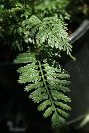 Image result for Asplenium smedsii