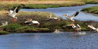 Get directions, reviews and information for grizzly island wildlife area in suisun city, ca. Grizzly Island Wildlife Area Visit Fairfield