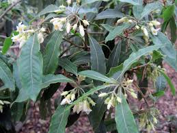 Image result for Pittosporaceae