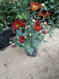 Seed (formerly known as summit lawn & garden) has been providing triad residents with beautiful, unique landscape plants as well as a wide array of gardening supplies since 1956. A A Garden Shop Home Facebook
