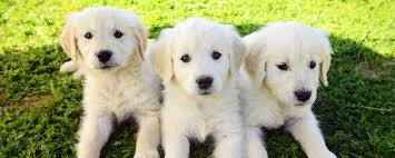 We are a small hobby breeder located in the california wine. Golden Retriever Breeder Chadwick S Goldens