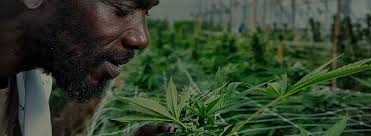 Kaya Herb House » Ganja Dispensary » Grown in Jamaica