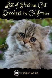 Cfa, pkd fiv/felv neg, golden green eyes white. Persian Cat Breeders In California Upgrade Your Cat