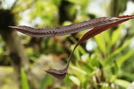 Image result for Bulbophyllum fuscum