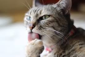 You have to remember, however, that they would be raw all foods belonging to the onion family are toxic for cats in large doses. Is Coconut Oil Good For Cats