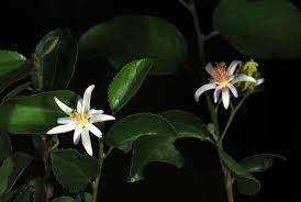 Image result for Grewia praecox