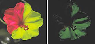 Glow in the dark flower pots. Bright Blooms That Glow Science News For Students