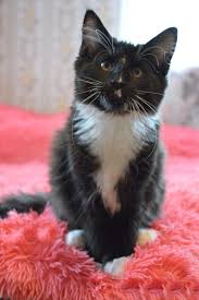 To learn more about each adoptable cat, click on the i icon for some fast facts or click on their name or photo for full details. Maine Coon For Sale In The City Of Kaisiadorys Lithuania Price 730 Announcement 972