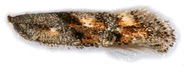 Image result for Mompha miscella