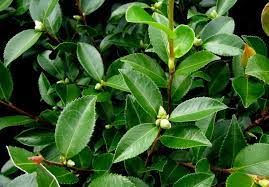 Camellia Foliage Plant Leaves Bloom Beautiful Flowers