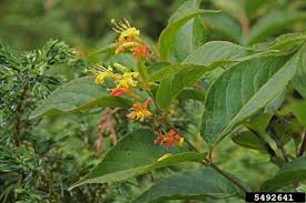 Though not true honeysuckles, three species in the genus diervilla are also known as bush honeysuckles, as they share similar characteristics with the original plant. Diervilla Lonicera