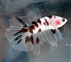 If you have a question or problem. Stunning Betta On Aquabid Betta Betta Fish Betta Aquarium