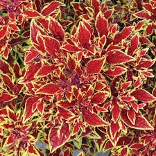 Image result for Coleus guerkei