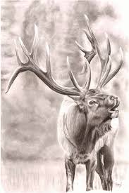 For some time he had been pondering whether a male elk was still considered a bull after it had dropped its antlers. Items Similar To Charcoal Drawing Of Bull Elk 18x24 On Etsy Bull Art Drawing Deer Drawing Elk Drawing