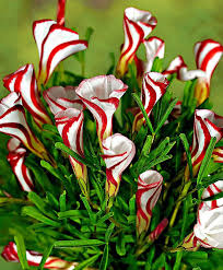 Oxalis Versicolor Bulb Oxalis Versicolor Oxalis Versicolor Flowers Are Very Beautiful In Full Bloom But They Are Even Con Immagini Coltivare I Fiori Fiori Esotici Fiori