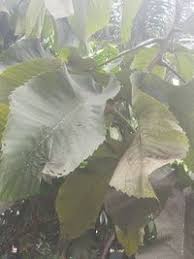 Image result for Myrianthus arboreus