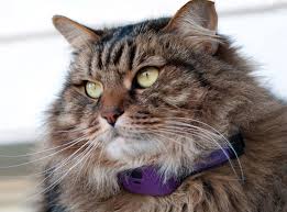 A wide variety of cool cat collars options are available to you, such as. 7 Of The Coolest Gadgets For Your Cat Israel21c