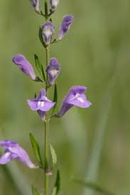Image result for Scutellaria schweinfurthii
