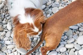 We offer the tools and training you and your dog need to build a strong bond so you can enjoy a bright future together. Home Seattle Board And Train