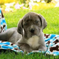 Maybe you would like to learn more about one of these? Great Dane Mix Puppies For Sale Greenfield Puppies