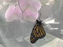 It may be the most familiar north american butterfly, and is considered an iconic pollinator species. Opinion The Last Butterfly The New York Times