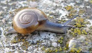 Image result for Dichilus bainesii