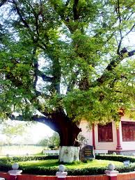 Image result for Englerodendron