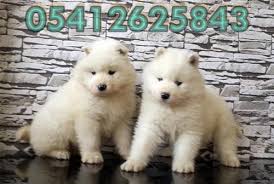 Samoyed Yavru Fiyatlari 05412625843