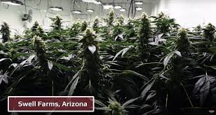 We did not find results for: Case Study Swell Farms Hps Vs Led Grow Lights California Lightworks