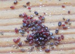 Image result for red mite