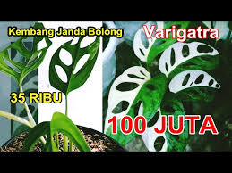 Kembang Janda Bolong Varigata Harganya Sampai 100 Juta Youtube