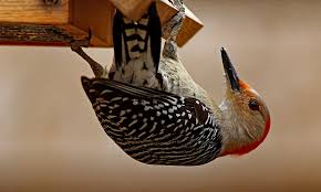 They may still visit if you don't have a tree but offer a regular source of their other favourite foods; 11 Tips On How To Attract Woodpeckers To Your Yard 2021 World Birds