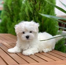 Satilik Terrier Maltese Fiyatlari Kopek Dunyasi