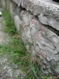 Image result for Anthephora pubescens