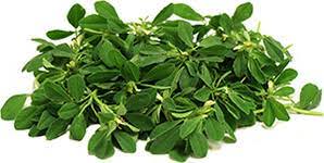 Fenugreek can be grown as an herb or as a seed spice. Fenugreek Crop Cultivation Guide Fenugreek Cultivation Indiaagronet