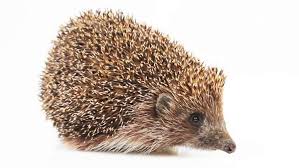 The english term can describe reactions of visceral disgust as opposed to derision, such as the sight of an opened corpse, and may thereby take the english in a direction you don't want it to go. Hedgehog Animal Facts Az Animals