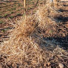 Just be sure to rake away the excess mulch material once the temperatures warm up in the spring. How To Winterize Fruit Trees Gardener S Path